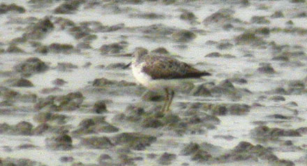 Nordmann's Greenshank