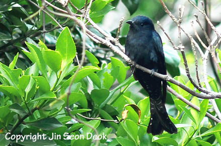 Asian Drongo Cuckoo