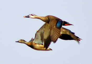 Spot-billed Duck