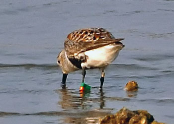 Dunlin