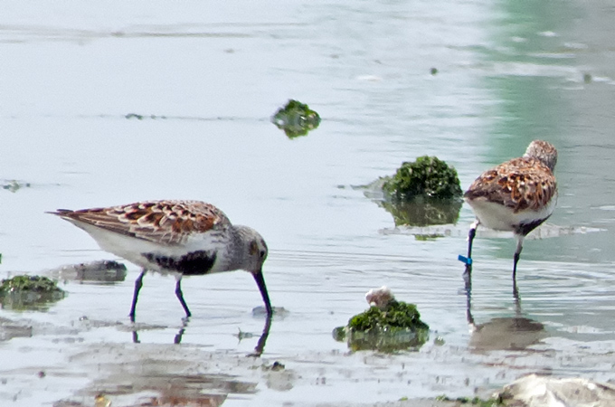 Dunlin