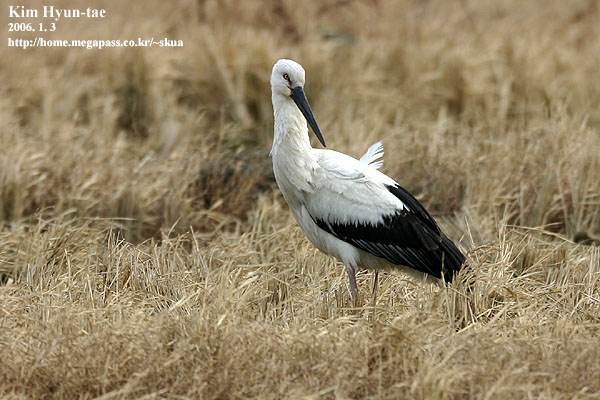 Oriental White Stork