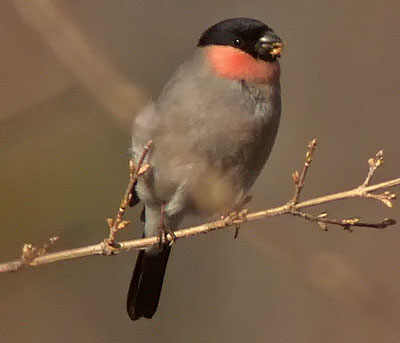 Northern Bullfinch