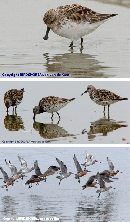 Spoonbilled Sandpiper