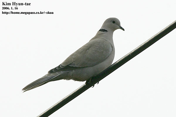 Collared Dove