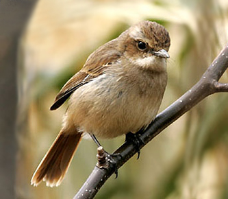 Grey Bushchat