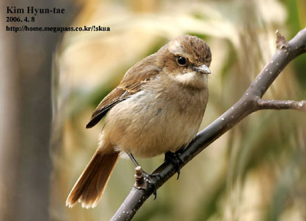 Grey Bushchat