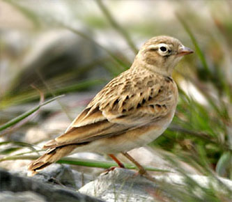 Greater Short-toed Lark