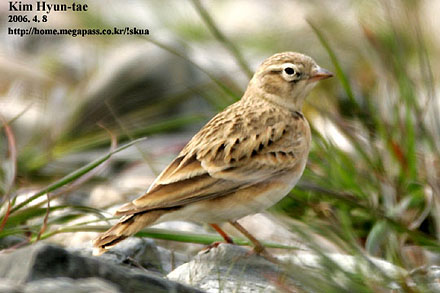 Greater Short-toed Lark