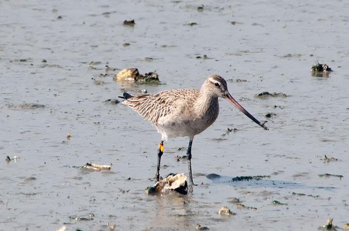 Bar-tailed Godwit