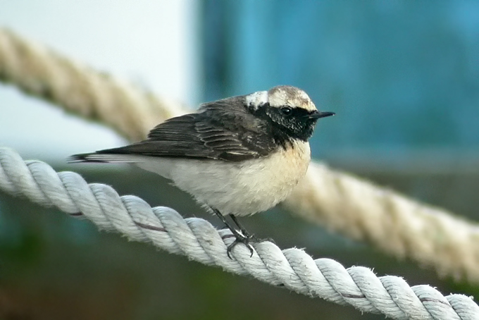 Pied Wheatear