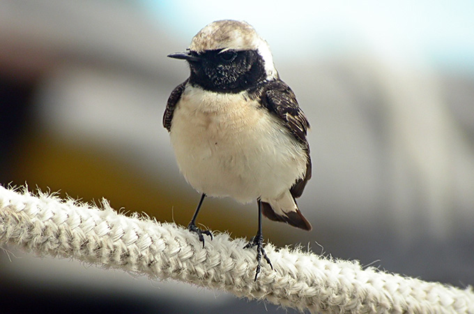Pied Wheatear