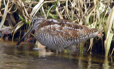 Solitary Snipe