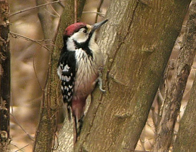 White-backed Woodpecker