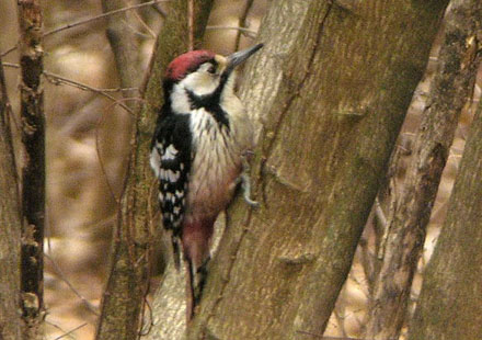 White-backed Woodpecker