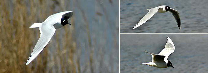 Saunders's Gull