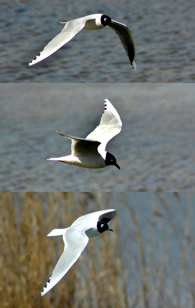 Saunders's Gull