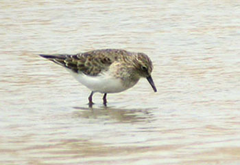 Temminck's Stint