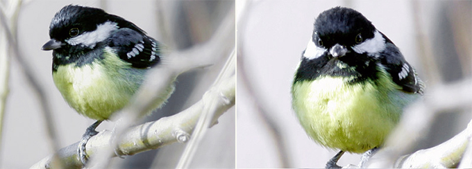 Yellow-bellied Tit