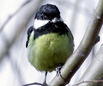 Yellow-bellied Tit