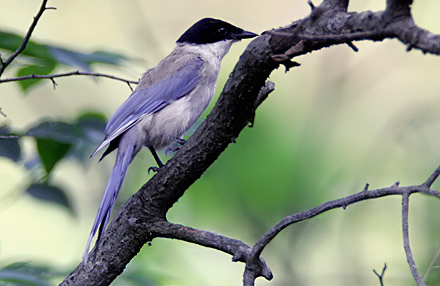 Azure-winged Magpie