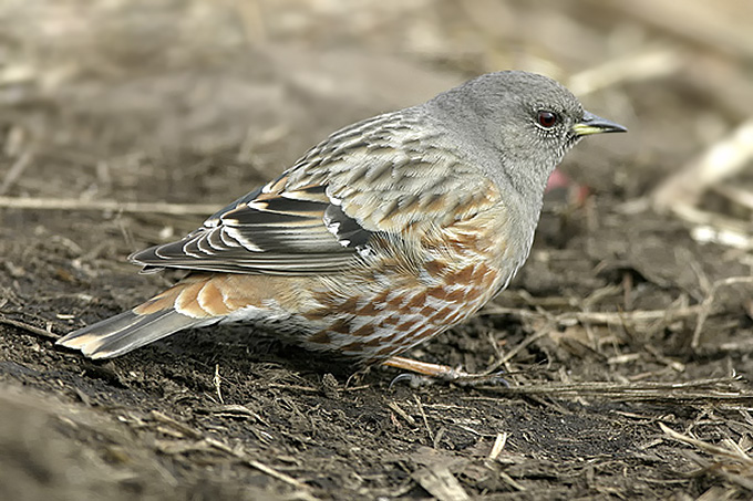 Alpine Accentor