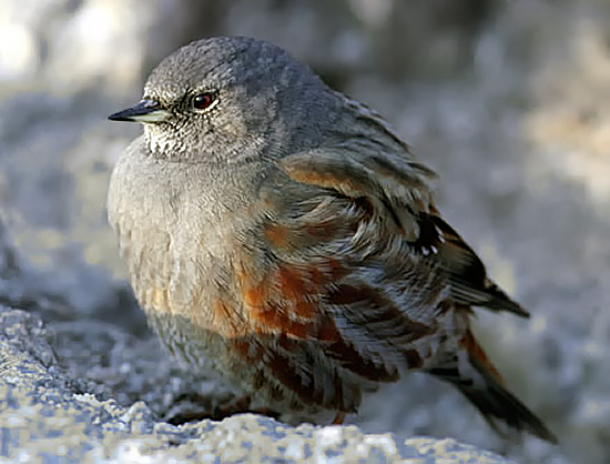 Alpine Accentor