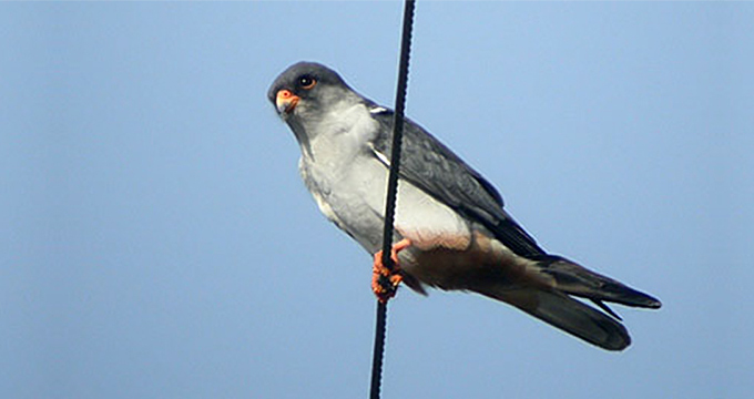 Amur Falcon