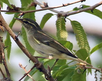 Arctic Warbler