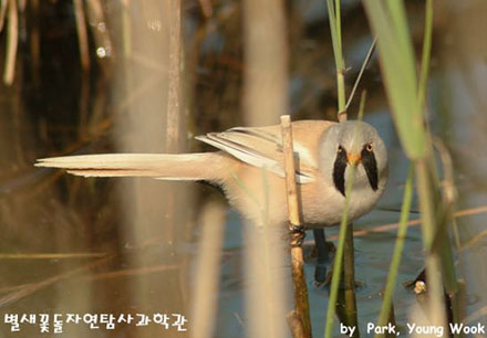 Bearded Tit