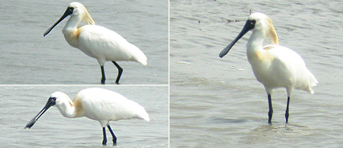 Black-faced Spoonbill