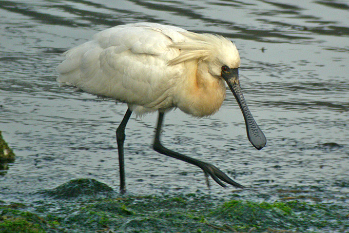 Black-faced Spoonbill