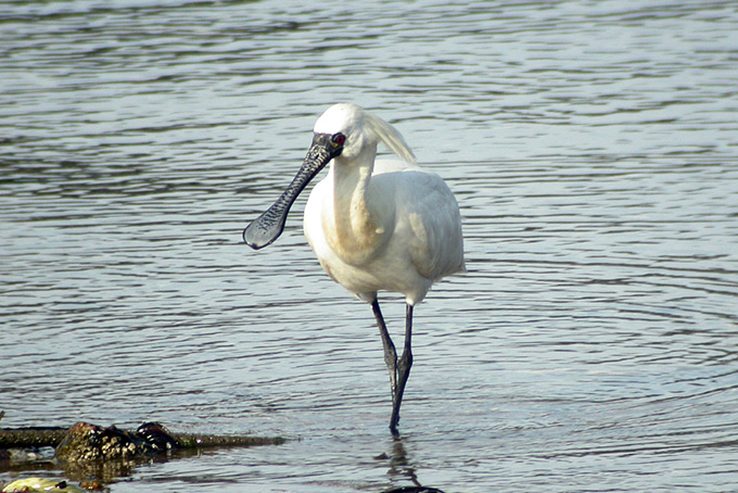 Black-faced Spoonbill