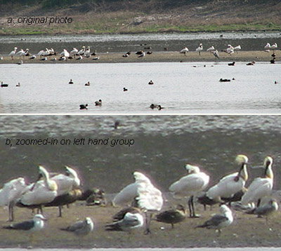 Black-faced Spoonbills