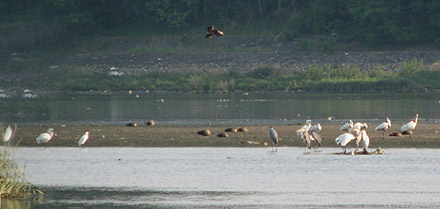 Black-faced Spoonbill