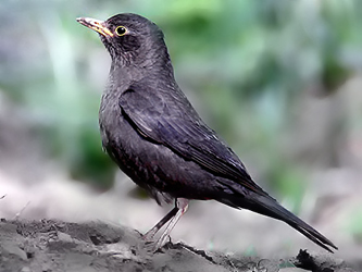 Chinese Blackbird