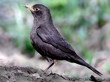 Chinese Blackbird