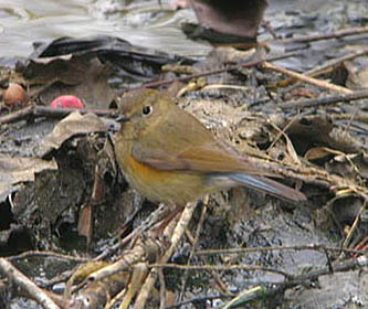 ed-flanked Bluetail