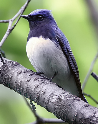 Blue and White Flycatcher