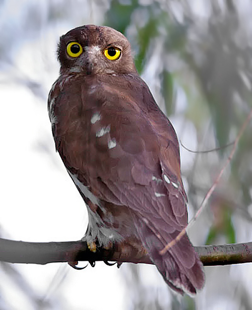 Brown Hawk Owl/ Northern Boobok