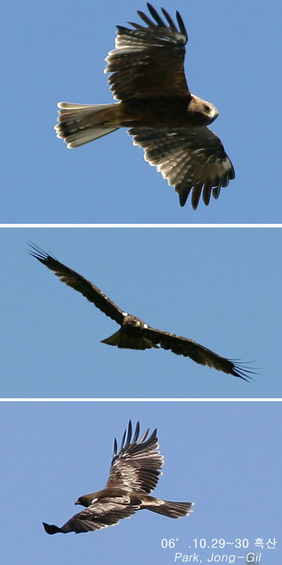 Booted Eagle
