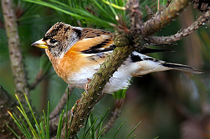 Brambling