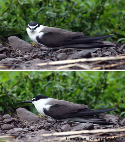 Bridled Tern