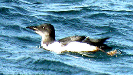 Brunnich's Guillemot