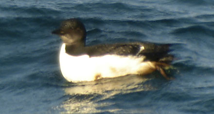 Brunnich's Guillemot