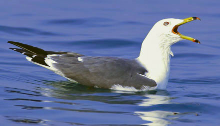 Black-tailed Gull