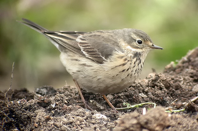 Siberian Buff-bellied Pipit
