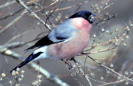 Bullfinch