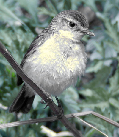 Grey Bushchat