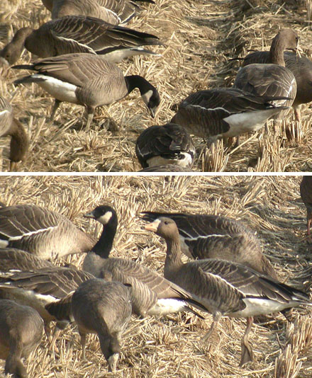 Cackling Goose